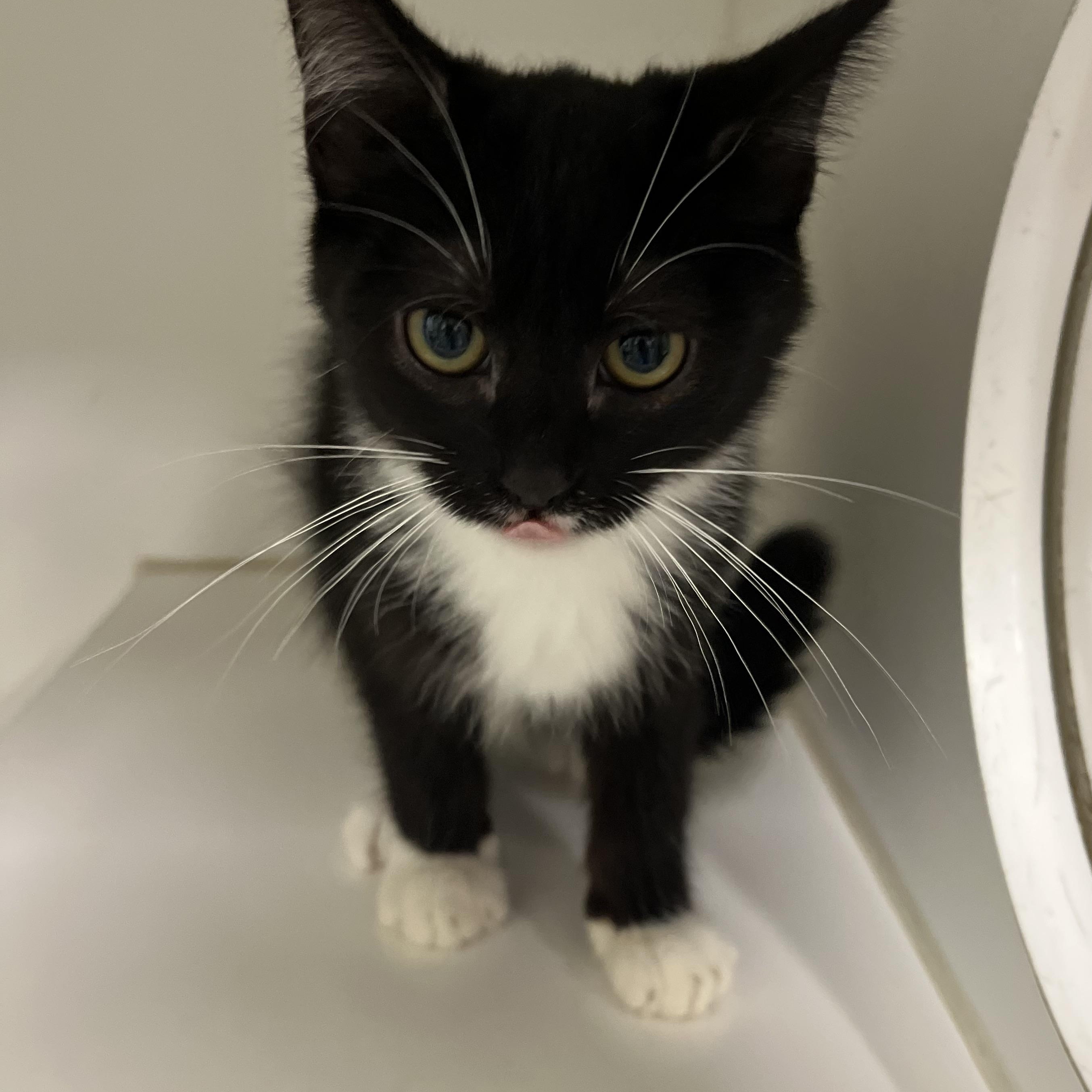 Lucas, Adoptable, Young Male Domestic Short Hair.