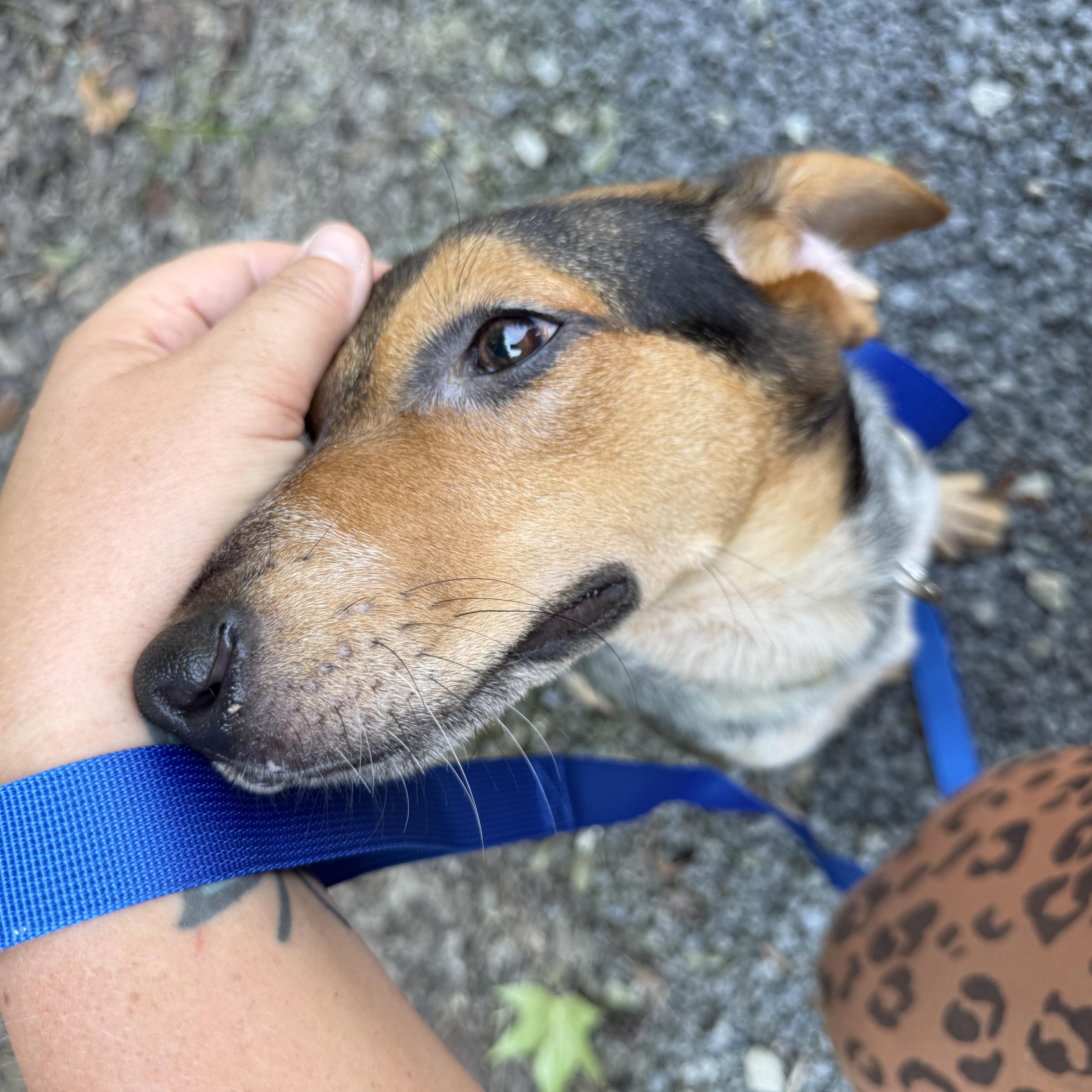 Enlarge Molly, a Adopted mixed breed in Alamo, TN image 4/6