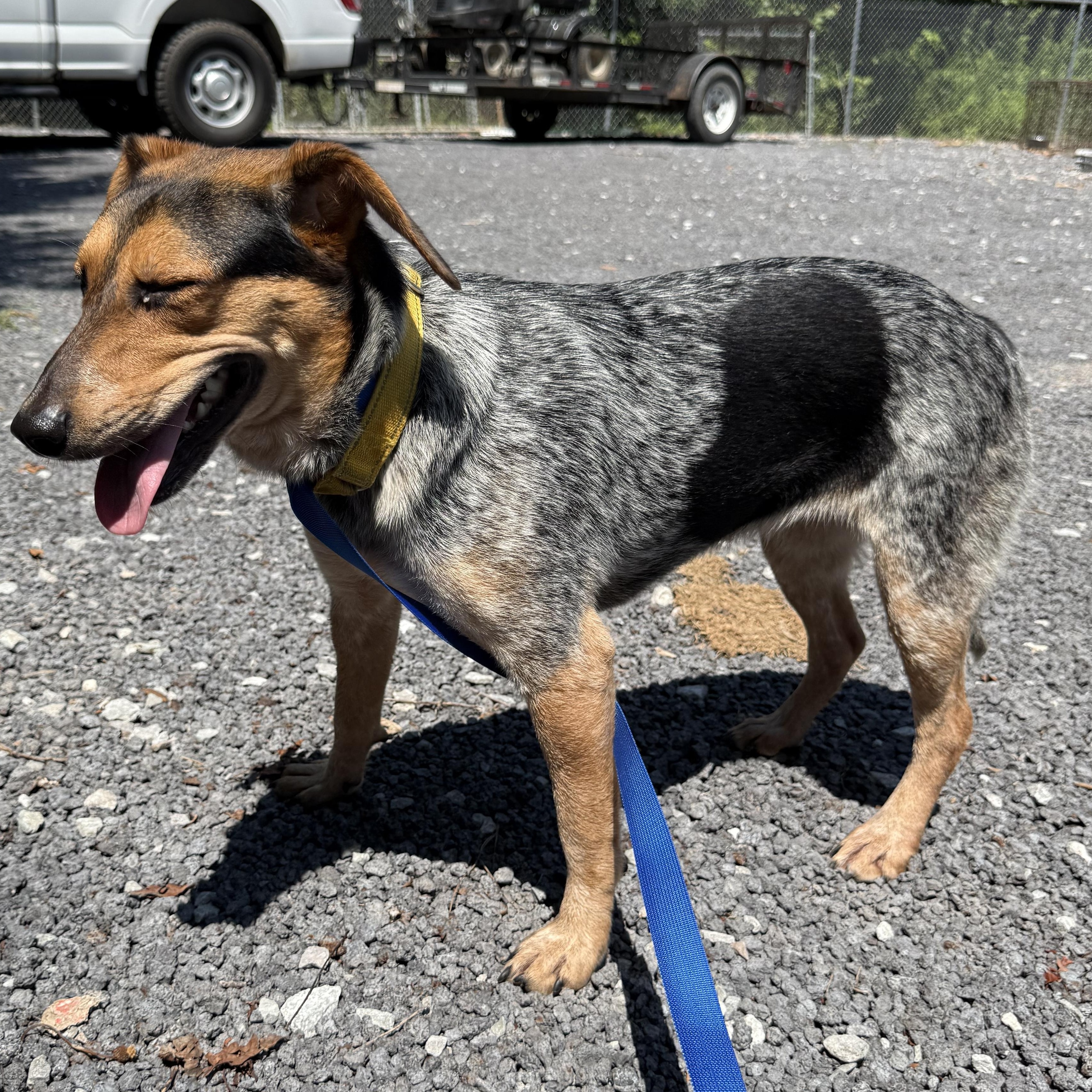 Enlarge Molly, a Adopted mixed breed in Alamo, TN image 5/6