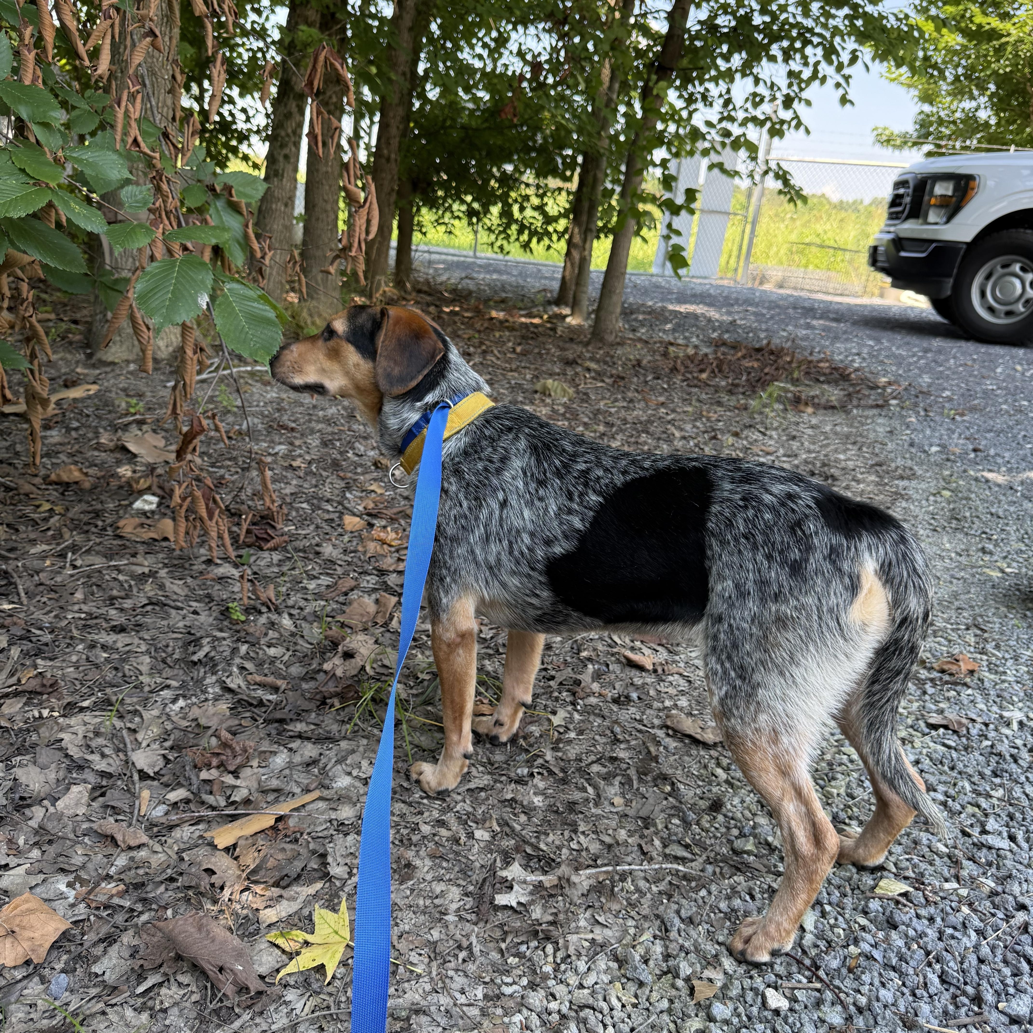 Enlarge Molly, a Adopted mixed breed in Alamo, TN image 6/6