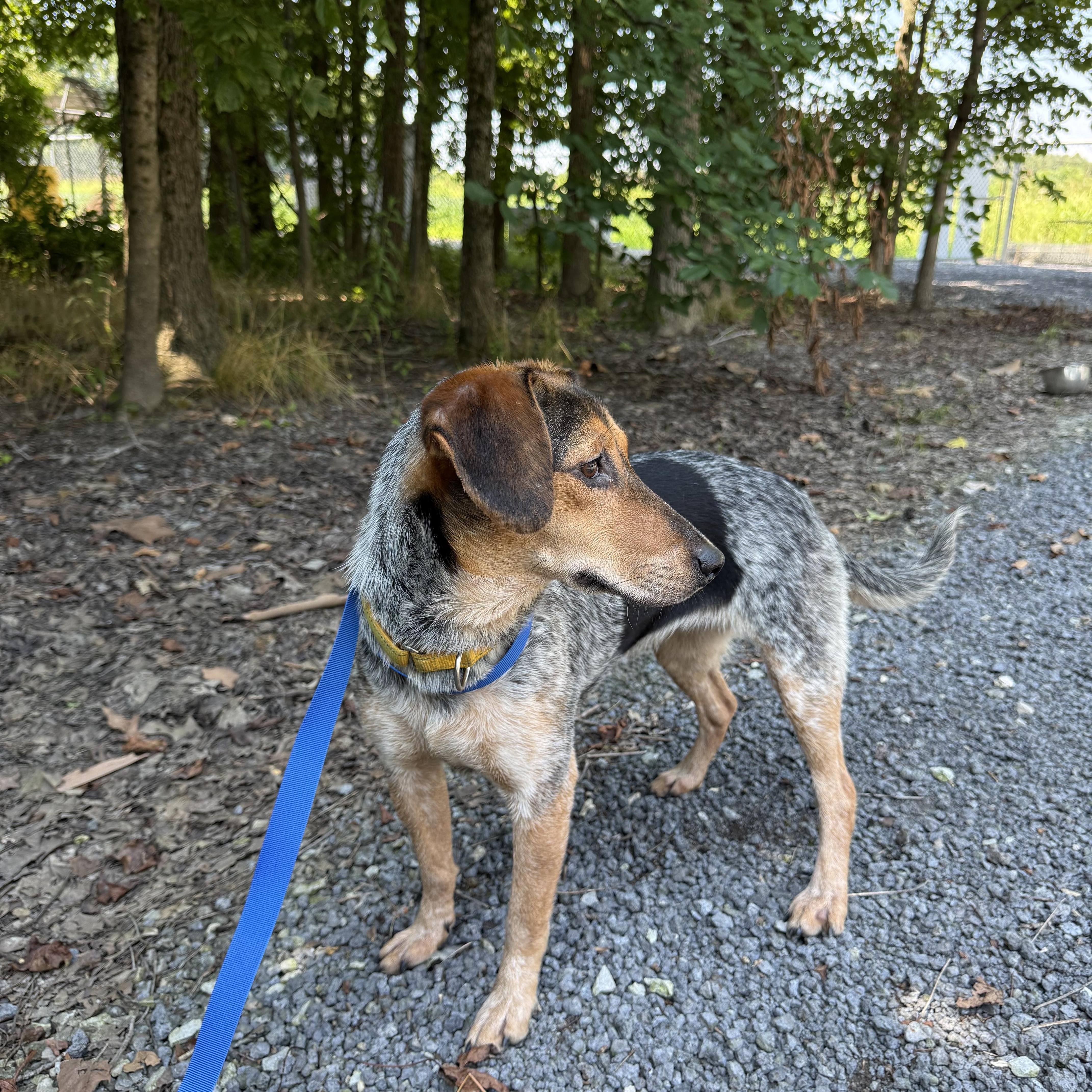 Molly, Adopted, Adult Female Beagle.