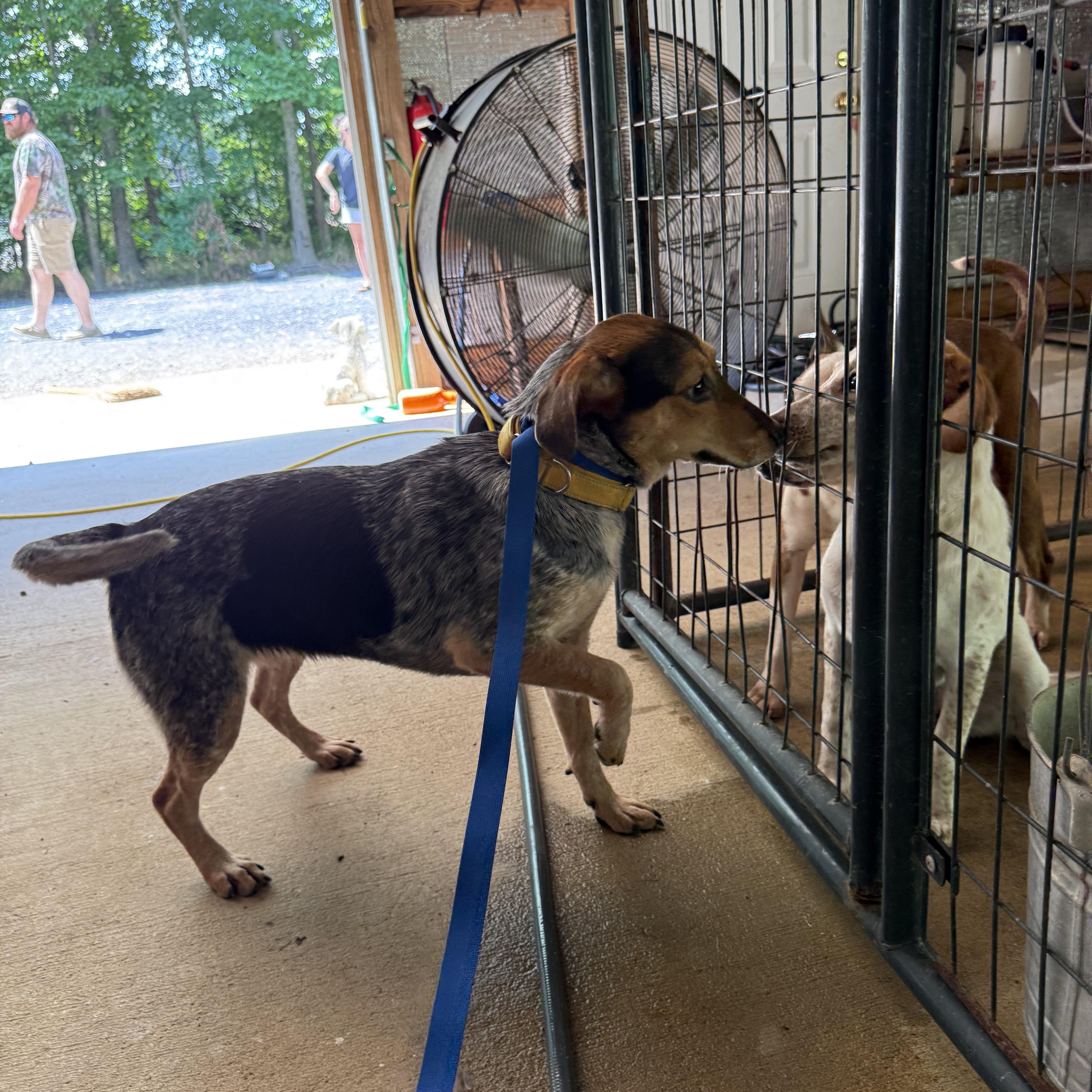 Enlarge Molly, a Adopted mixed breed in Alamo, TN image 3/6