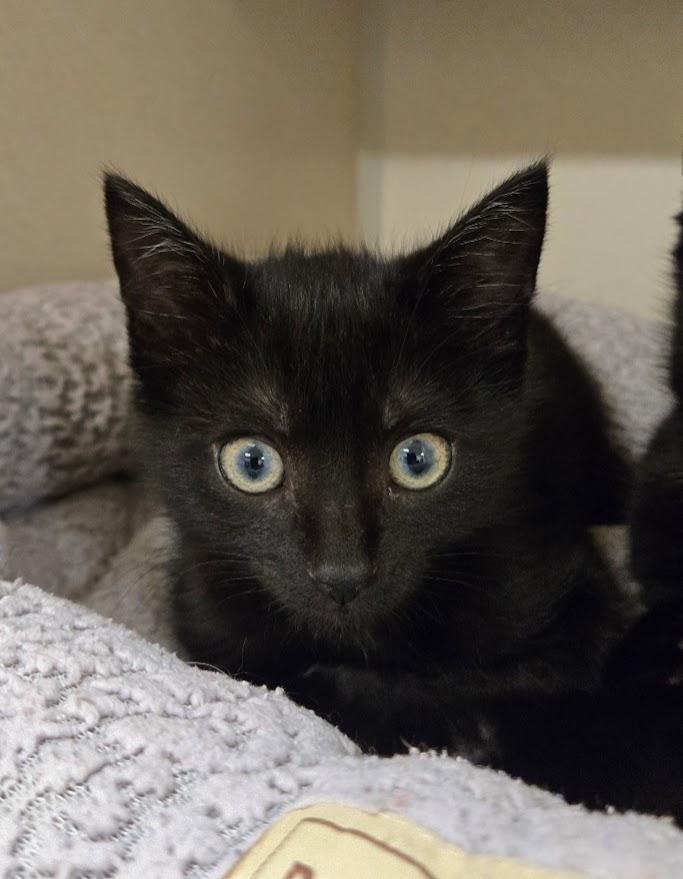 Vicky, Adoptable, Kitten Female Domestic Short Hair.