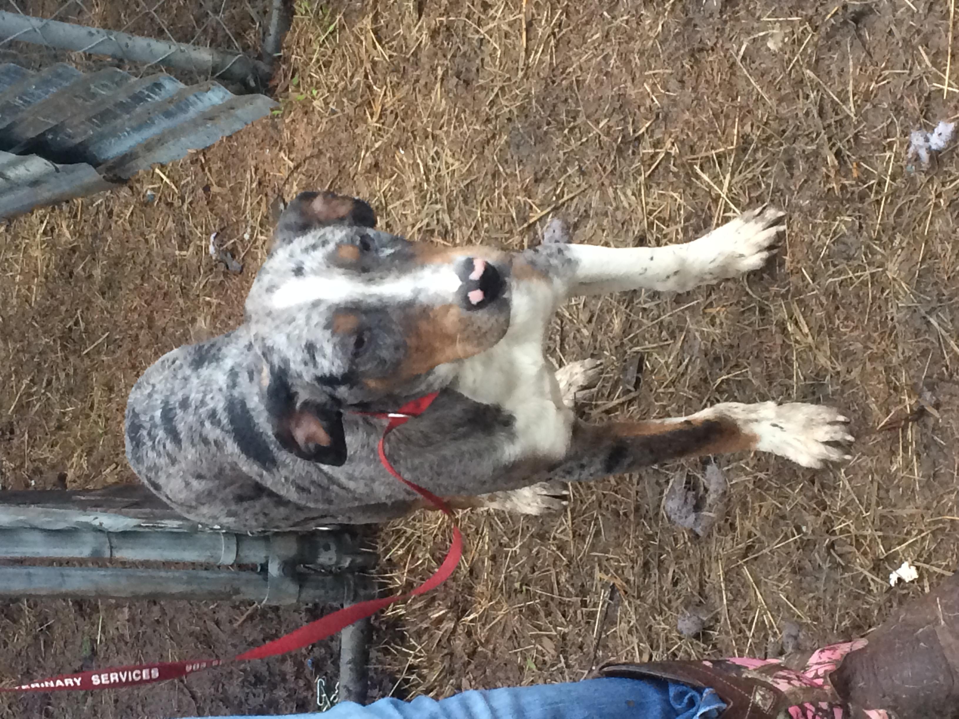 Happy, a Adoptable mixed breed in Plano, TX image 1/2