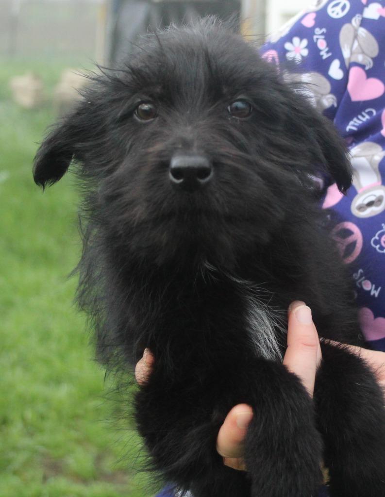 Glitter, Adoptable, Puppy Female Terrier & Mixed Breed.
