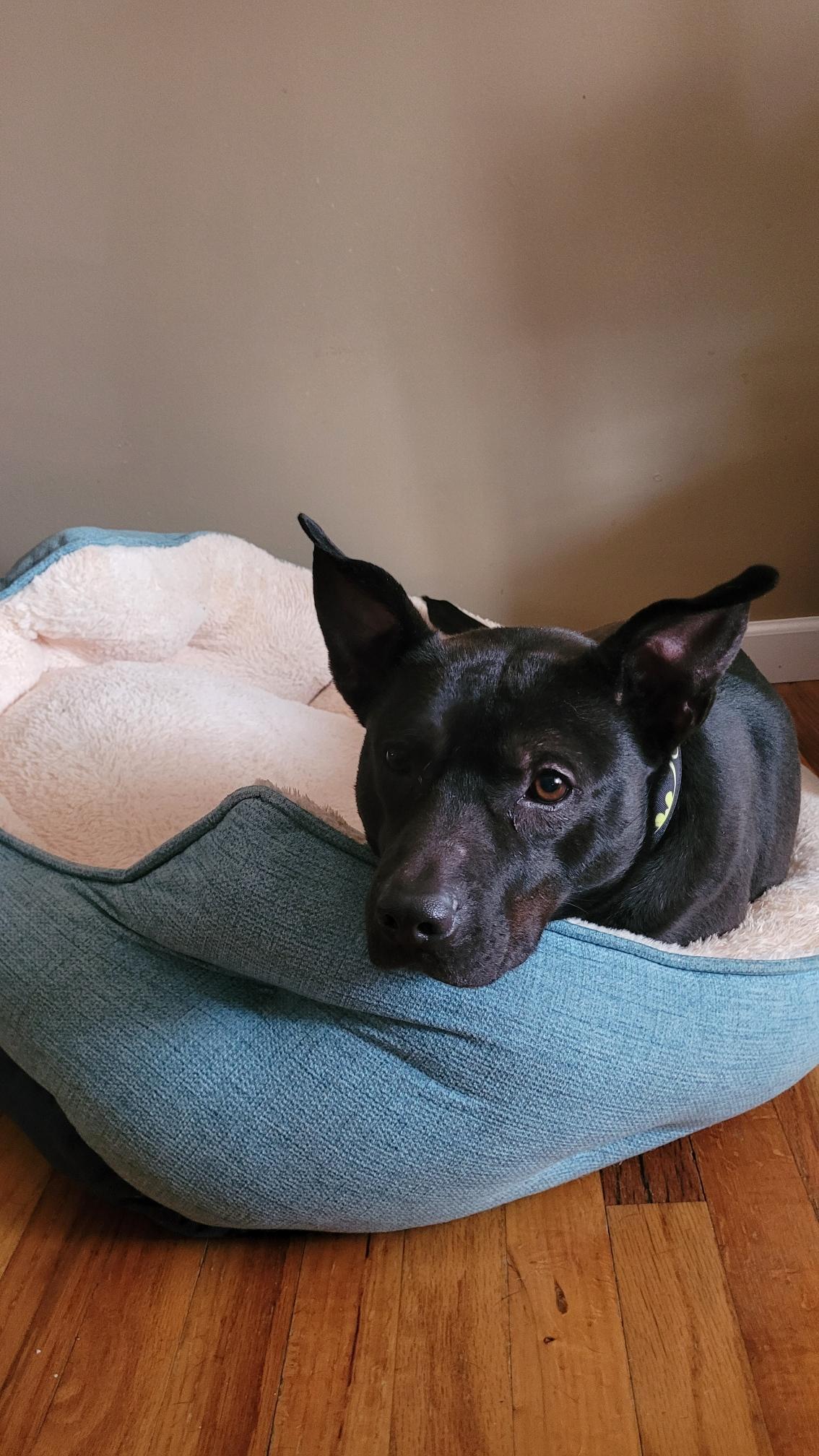 Tux, an adoptable Bull Terrier in Omaha, NE, 68127 | Photo Image 4