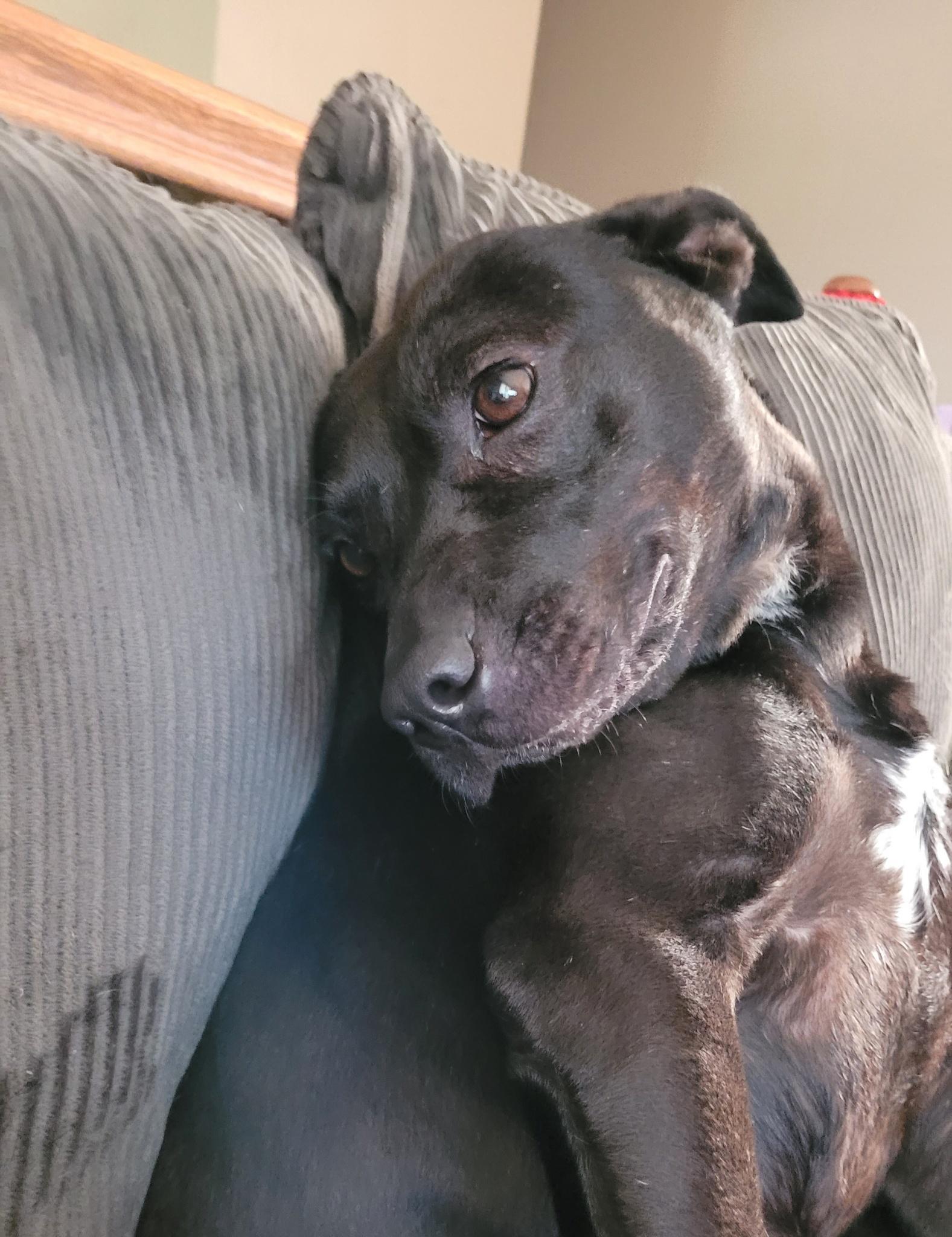 Tux, an adoptable Bull Terrier in Omaha, NE, 68127 | Photo Image 1