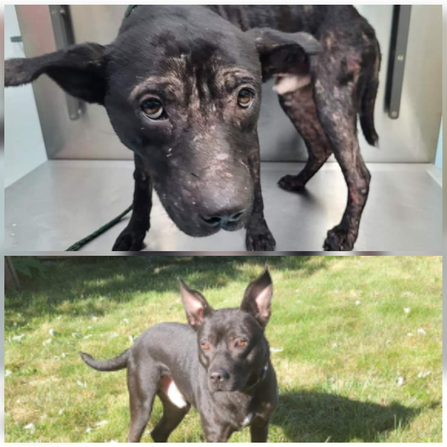 Tux, an adoptable Bull Terrier in Omaha, NE, 68127 | Photo Image 2