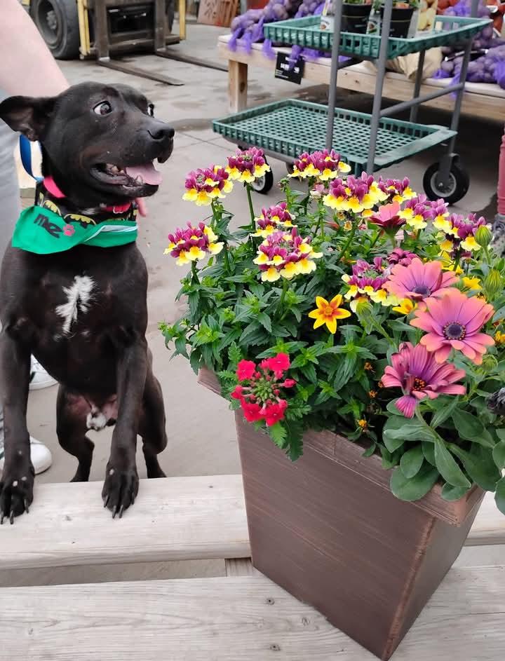 Tux, an adoptable Bull Terrier in Omaha, NE, 68127 | Photo Image 3