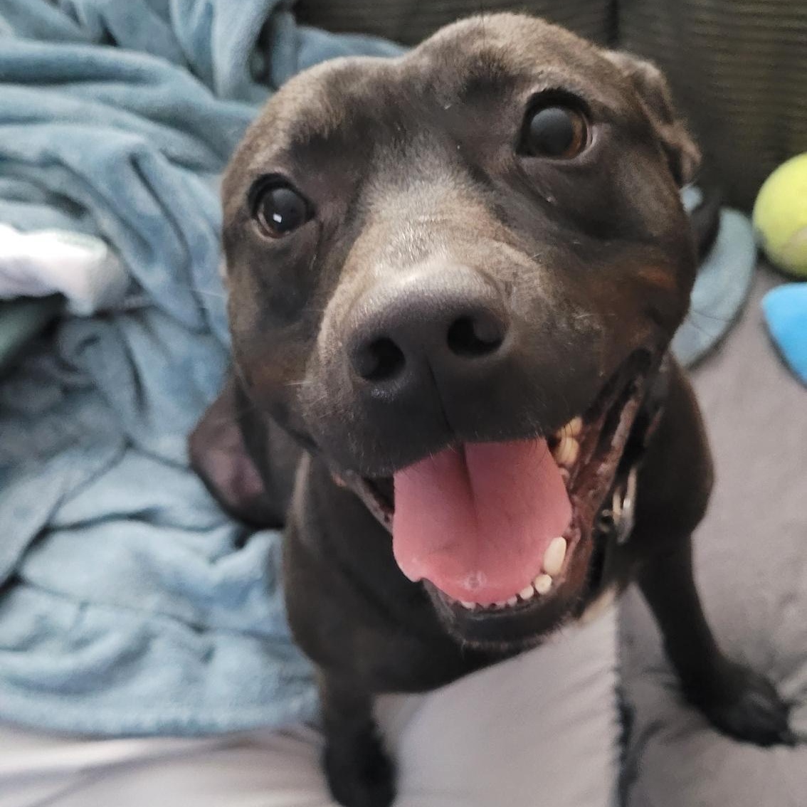 Tux, an adoptable Bull Terrier in Omaha, NE, 68127 | Photo Image 5