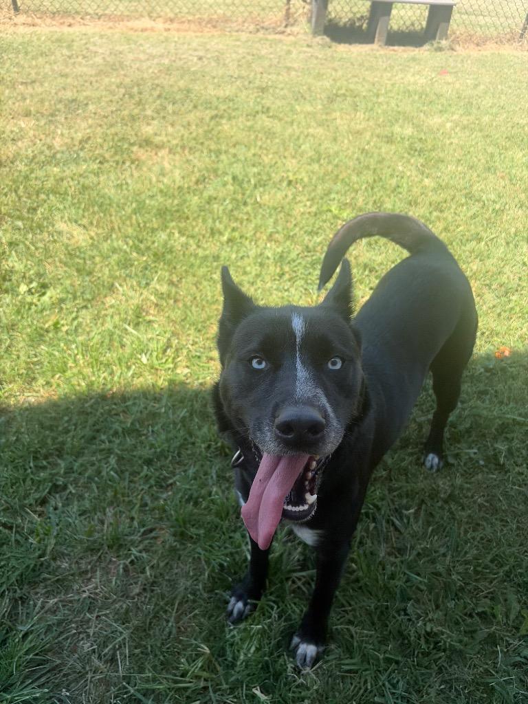 Enlarge Leah, a Adoptable mixed breed in Gallatin, TN image 1/2