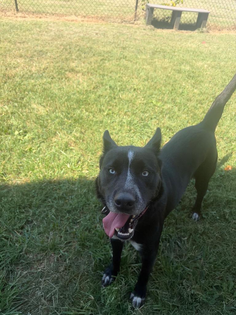 Enlarge Leah, a Adoptable mixed breed in Gallatin, TN image 2/2