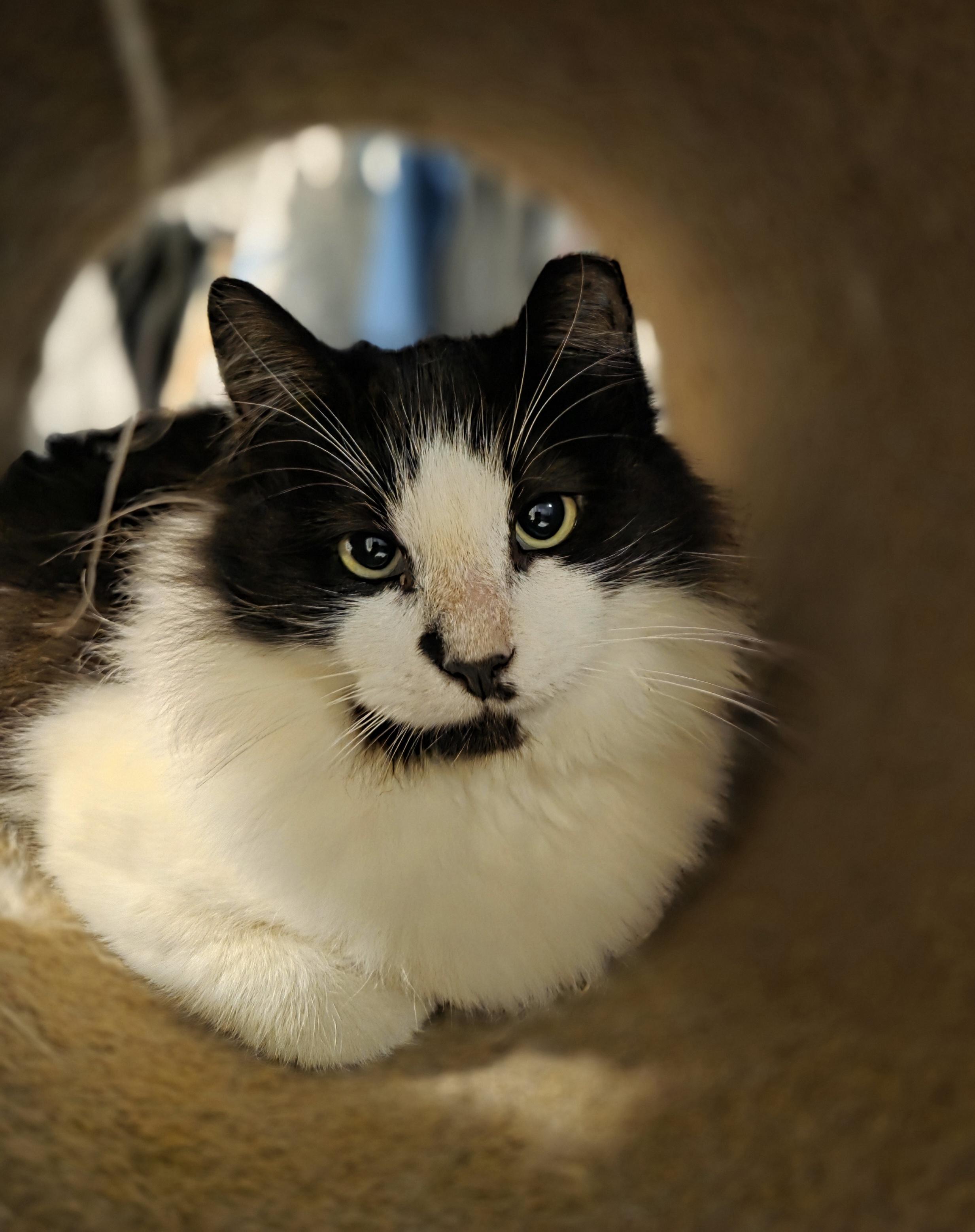 Cookie, ADOPTABLE, Young Male Tuxedo.