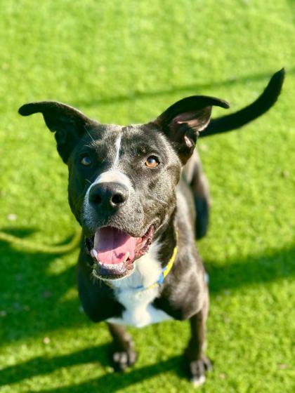 Demo - 2, Adoptable, Young Male Mixed Breed & Mixed Breed.