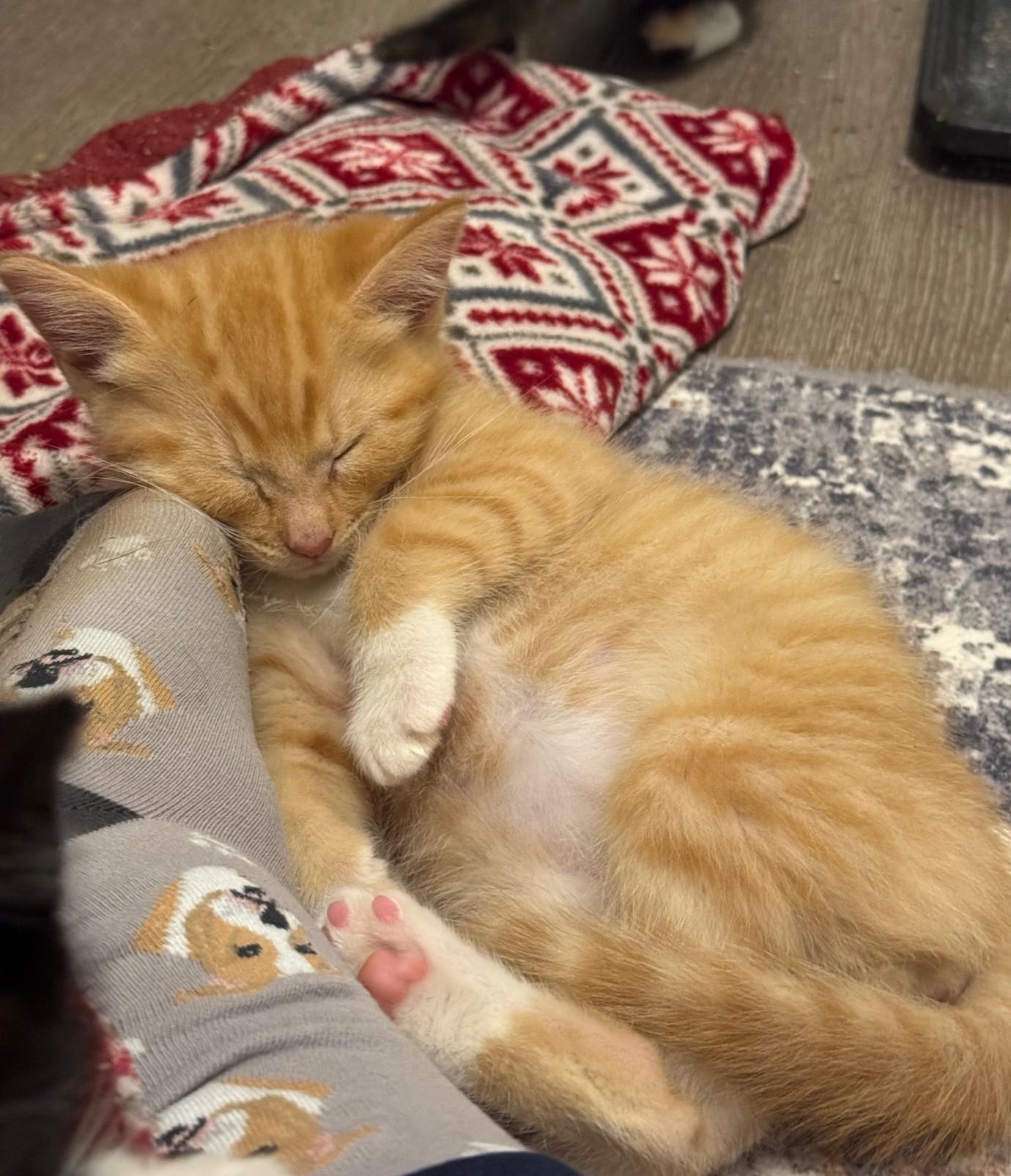 Enlarge Gouda, an adopted Domestic Short Hair in Vancouver, WA image 2/4