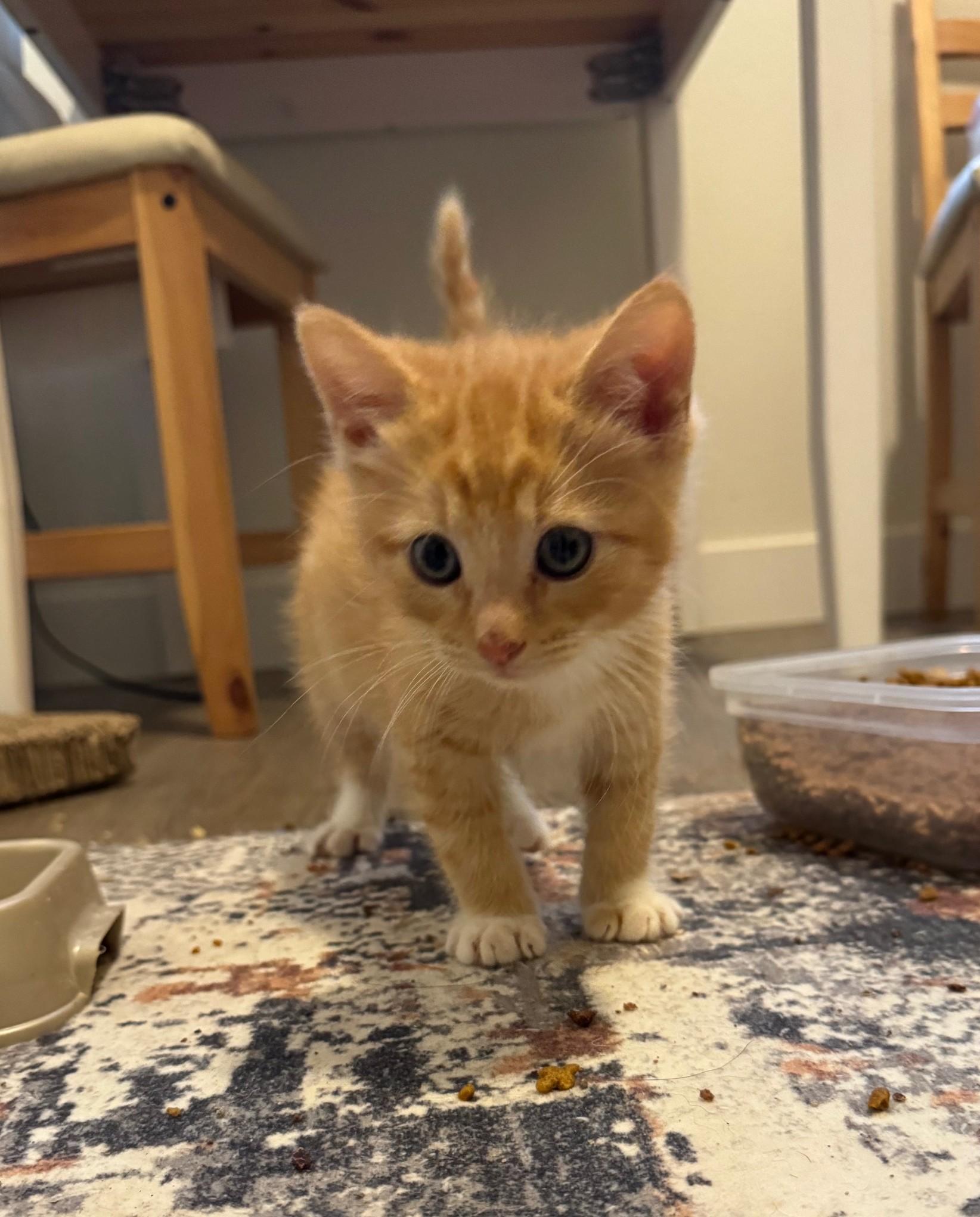Enlarge Gouda, an adopted Domestic Short Hair in Vancouver, WA image 4/4