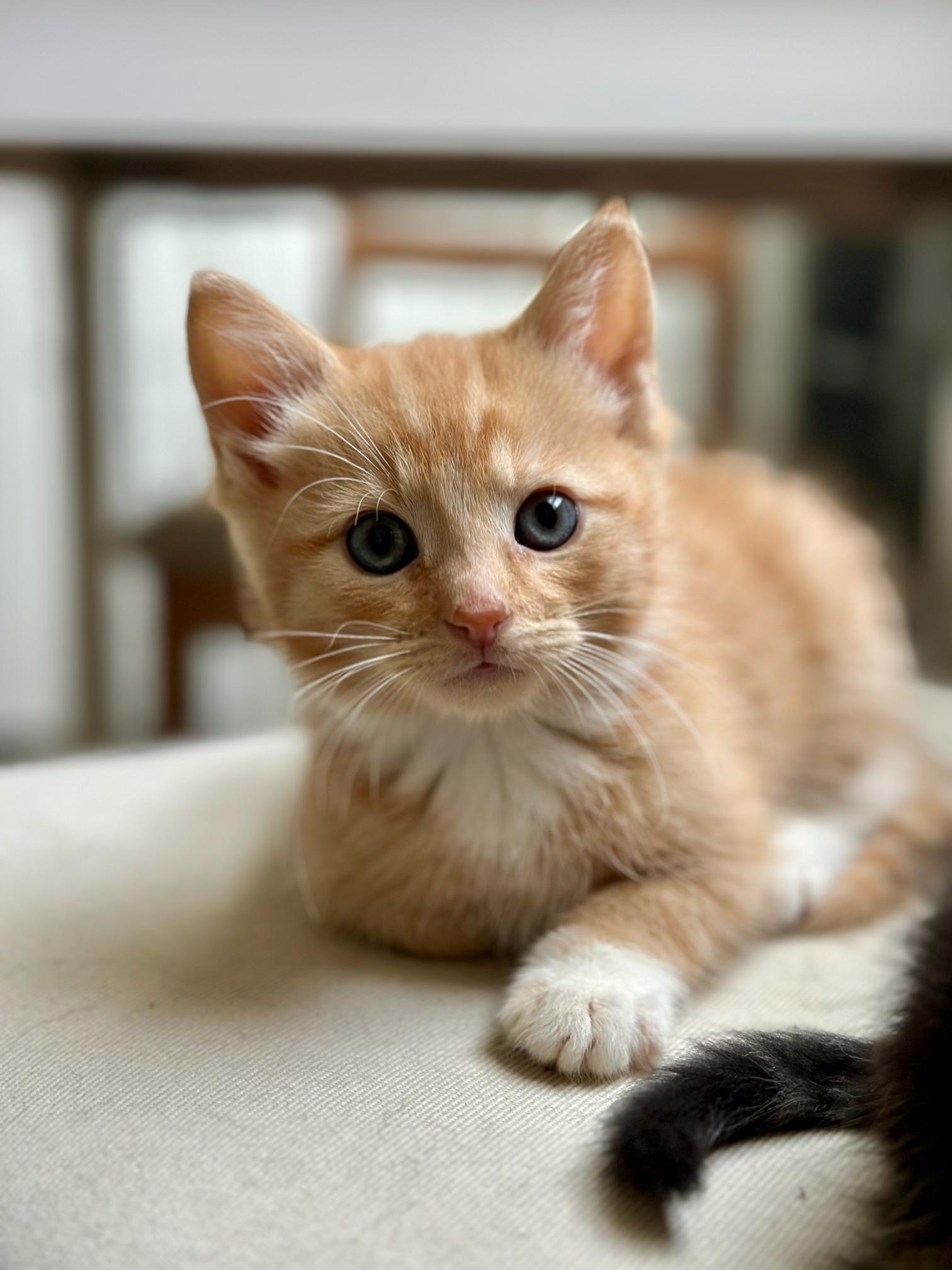 Gouda, adopted, Kitten Male Domestic Short Hair.