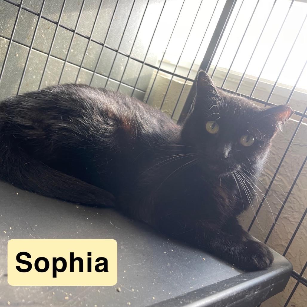 Enlarge Sophia, a Adoptable Domestic Short Hair in Tulsa, OK image 1/2