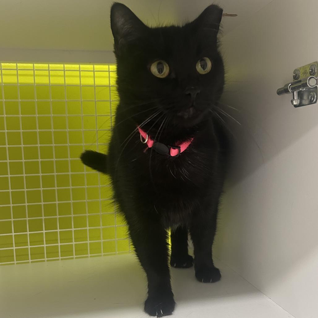 Enlarge Sophia, a Adoptable Domestic Short Hair in Tulsa, OK image 2/2