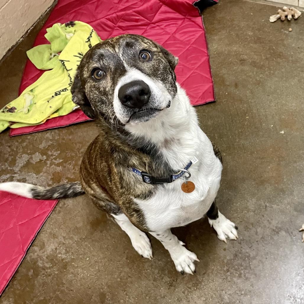 Enlarge Lady Bug, a Adoptable Hound in Springfield, MO image 3/6