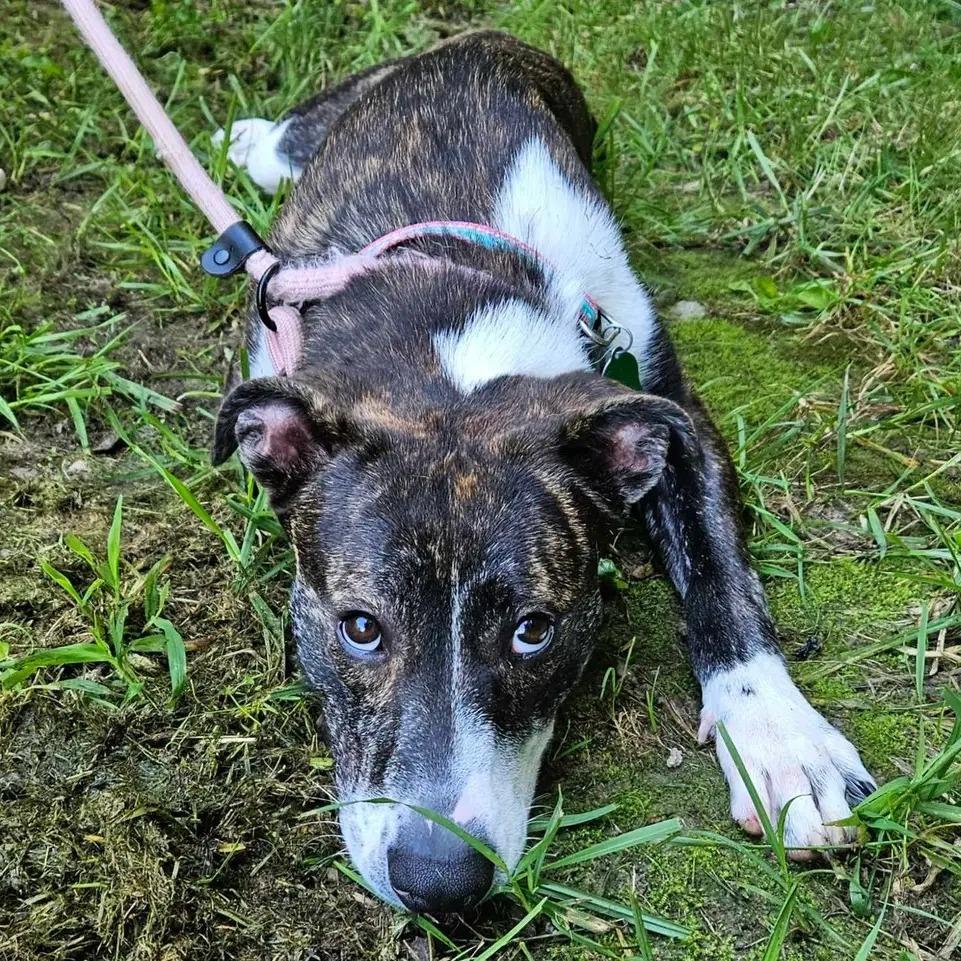 Enlarge Lady Bug, a Adoptable Hound in Springfield, MO image 5/6
