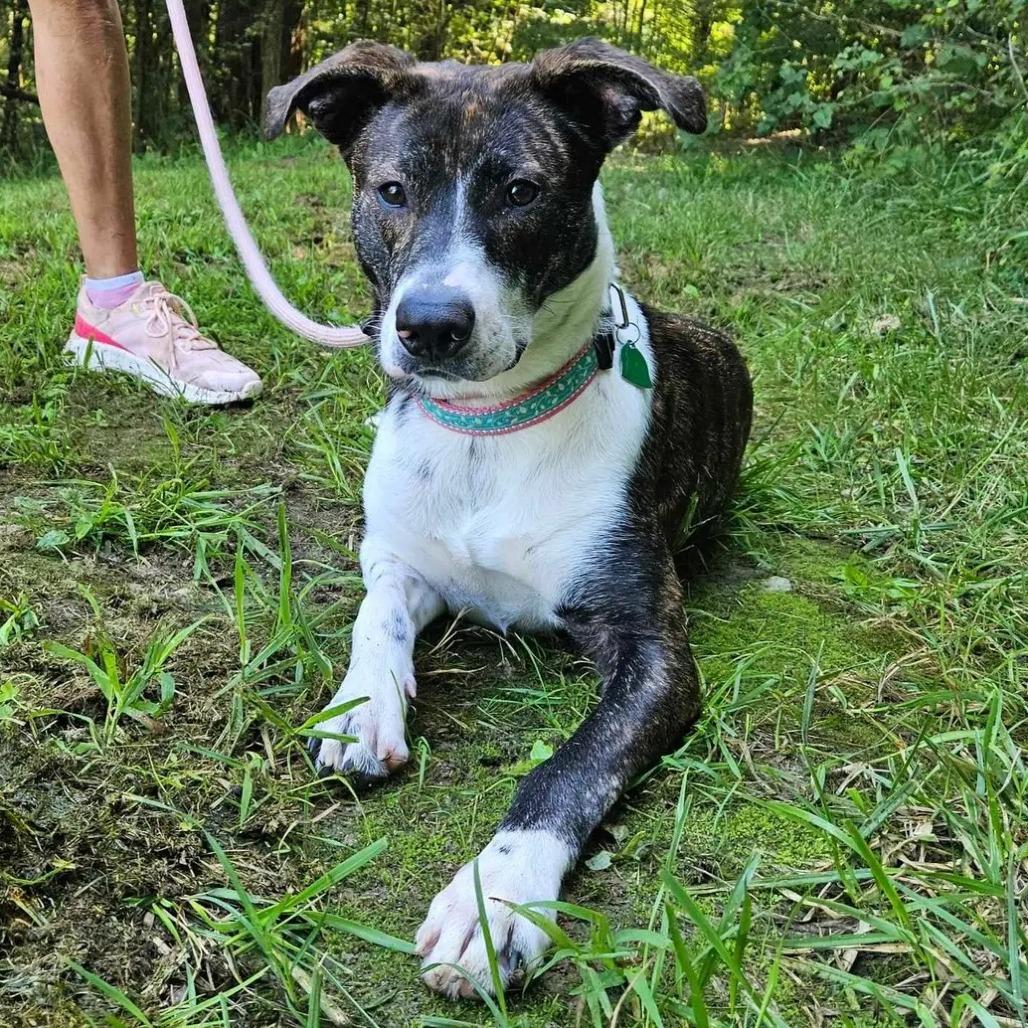 Enlarge Lady Bug, a Adoptable Hound in Springfield, MO image 6/6