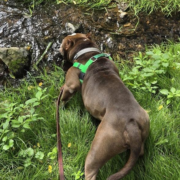 Teddy, Adoptable, Adult Male Mixed Breed.