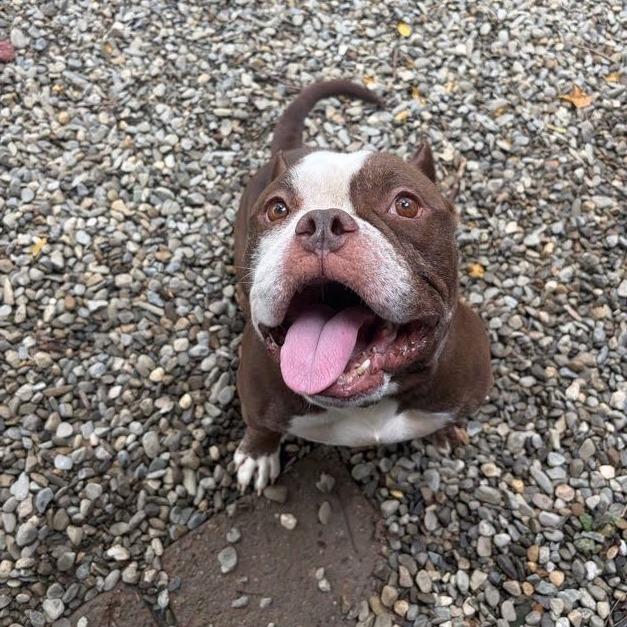 Enlarge Teddy, a Adoptable Mixed Breed in Bangall, NY image 2/6
