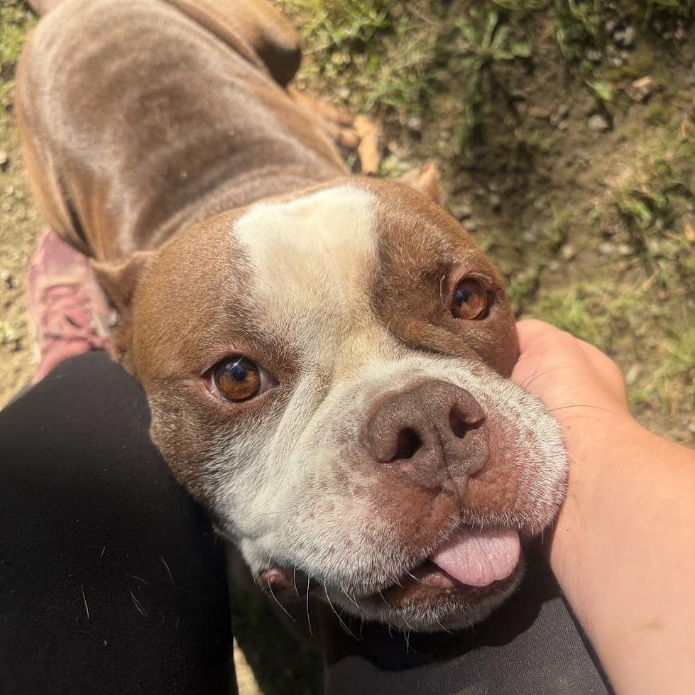 Enlarge Teddy, a Adoptable Mixed Breed in Bangall, NY image 3/6