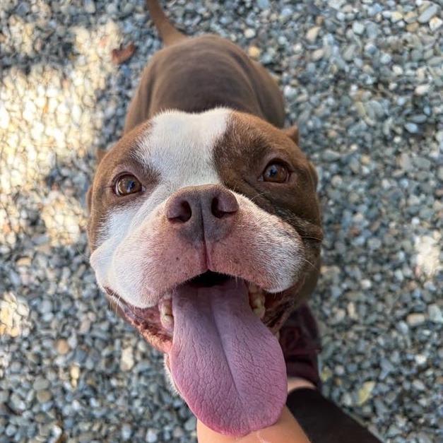 Enlarge Teddy, a Adoptable Mixed Breed in Bangall, NY image 4/6