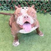 Enlarge Teddy, a Adoptable Mixed Breed in Bangall, NY image 5/6