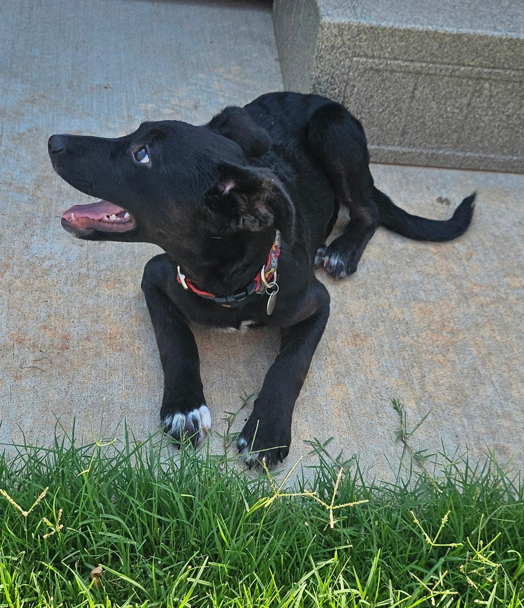 Jasmine, a ADOPTABLE mixed breed in Yukon, OK image 3/3