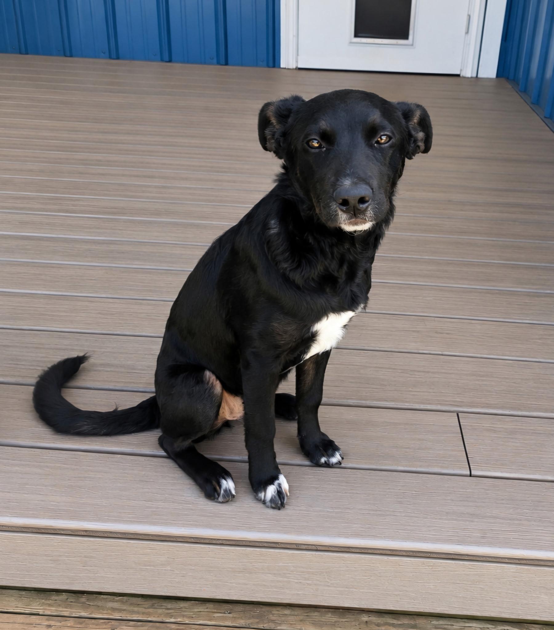 Enlarge Jasmine, a ADOPTABLE mixed breed in Yukon, OK image 3/5