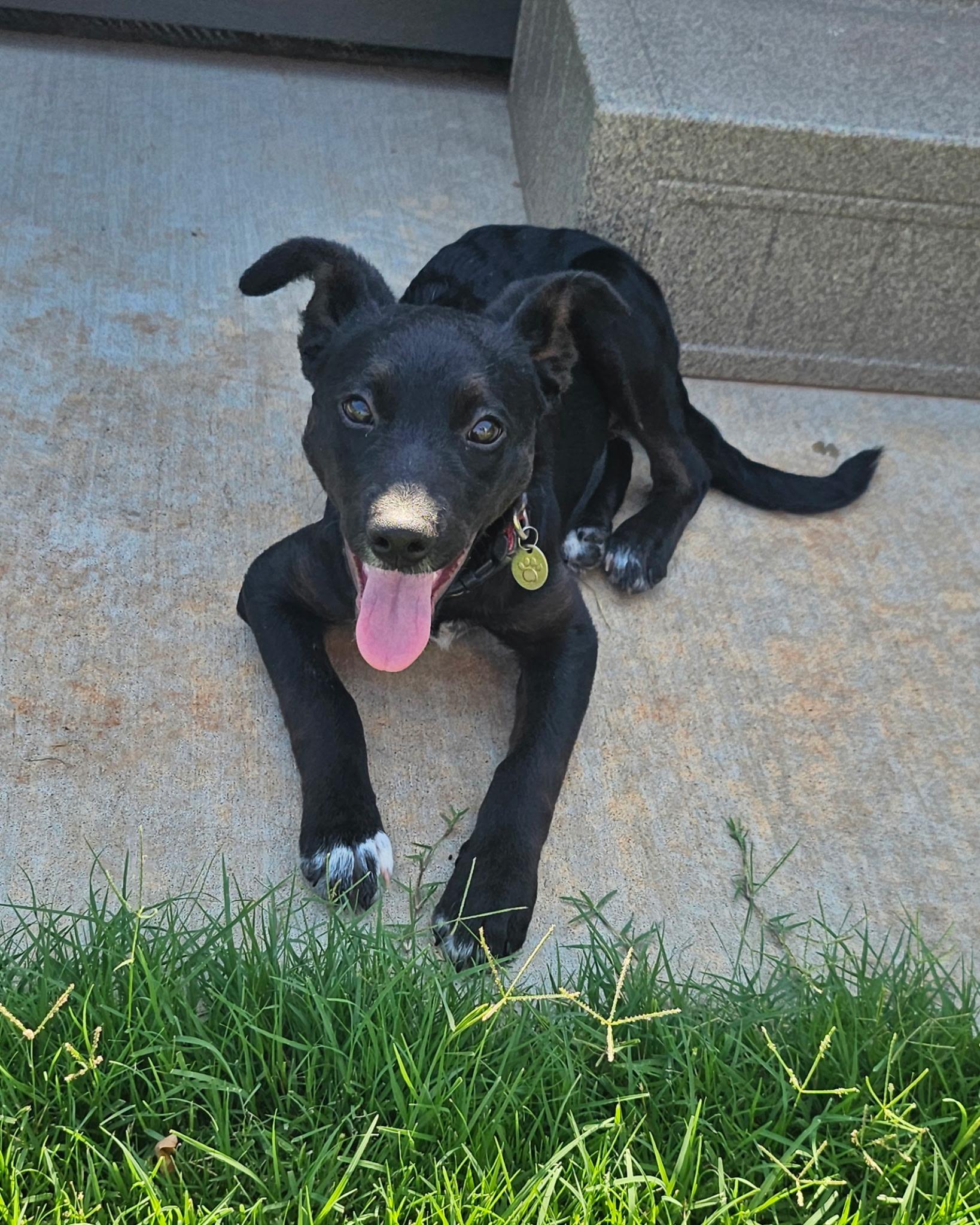 Jasmine, a ADOPTABLE mixed breed in Yukon, OK image 2/3