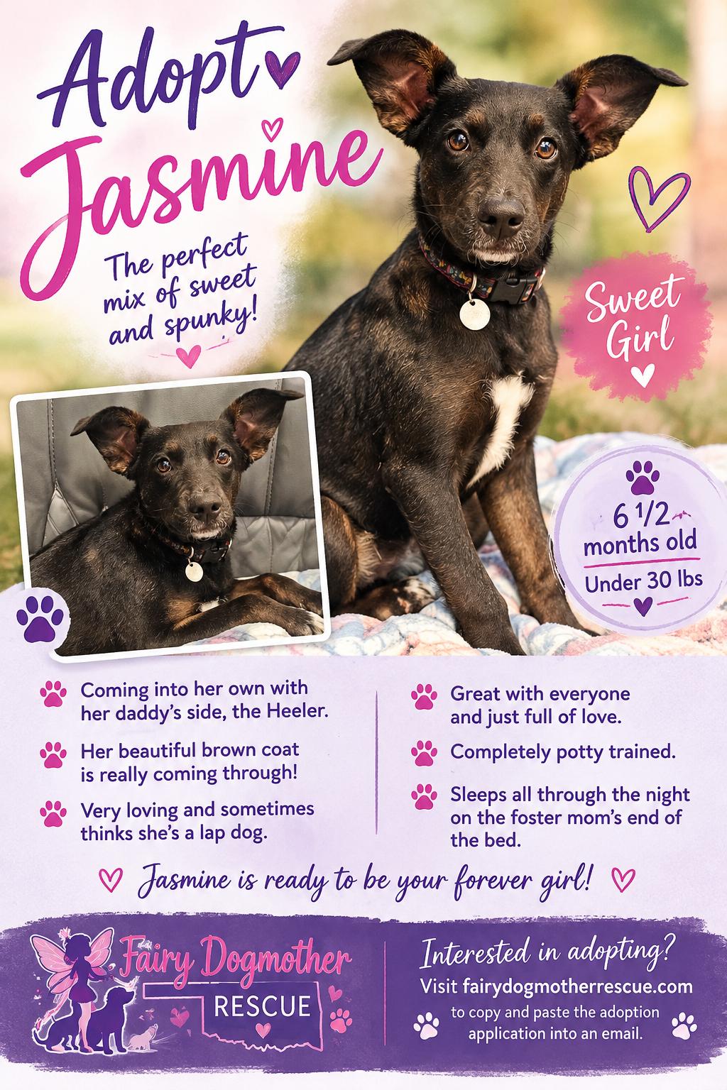 Enlarge Jasmine, a Adoptable mixed breed in Yukon, OK image 1/6
