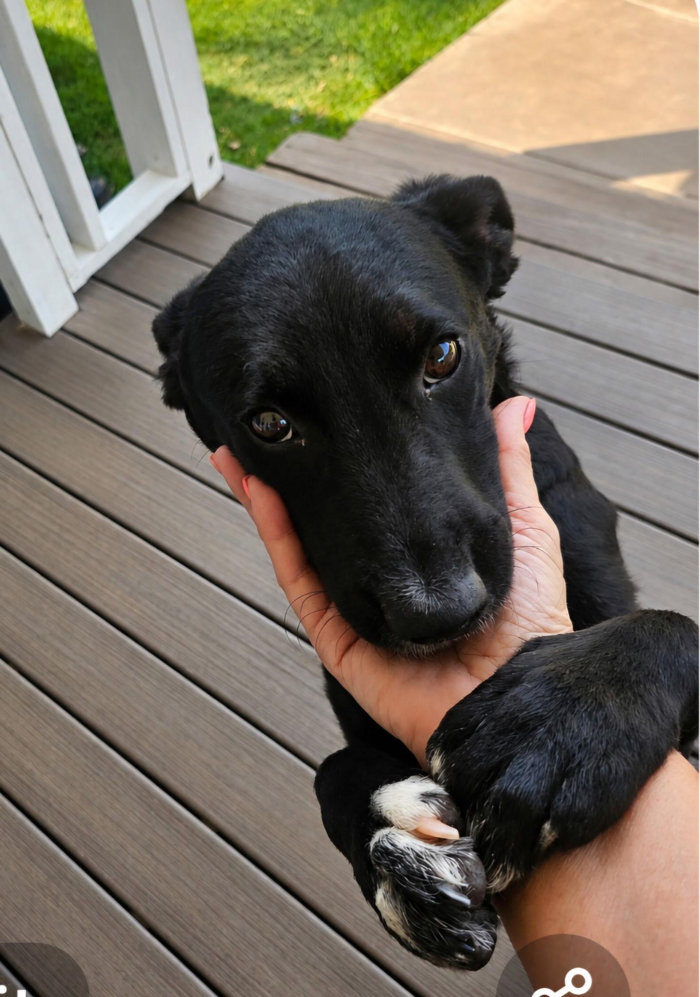 Enlarge Jasmine, a ADOPTABLE mixed breed in Yukon, OK image 5/5