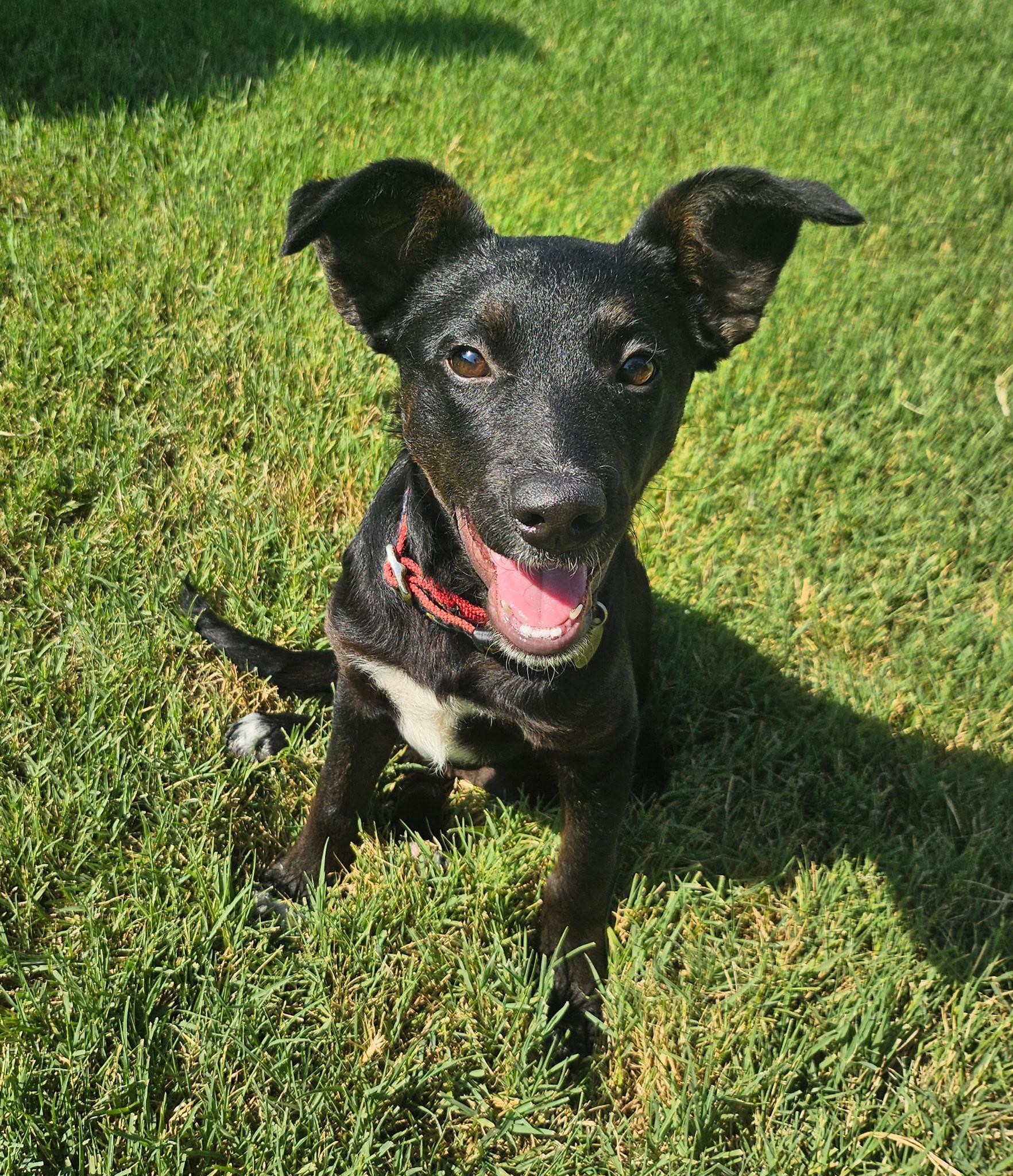 Jasmine, ADOPTABLE, Young Female Cattle Dog.