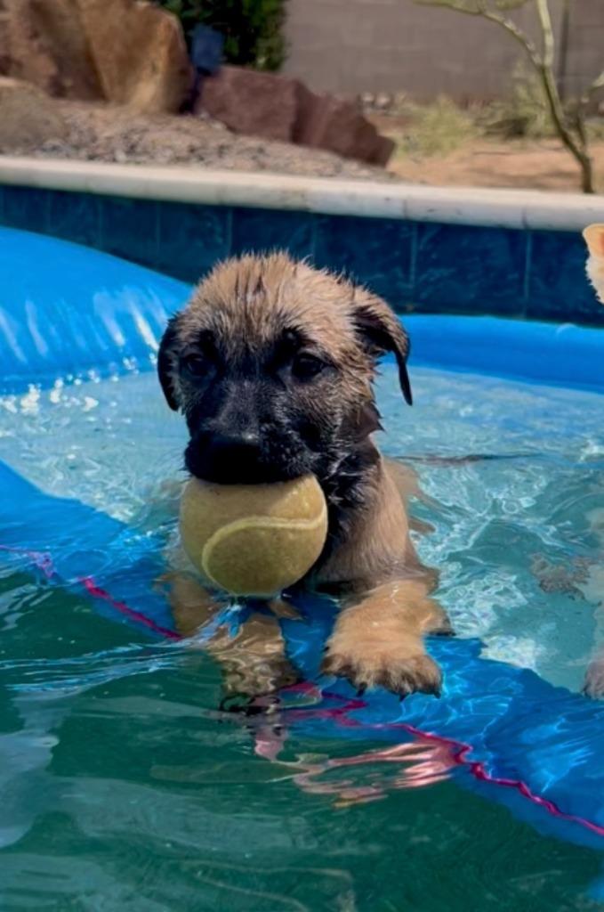 Enlarge Cape Coral, a Adoptable mixed breed in Phoenix, AZ image 1/5