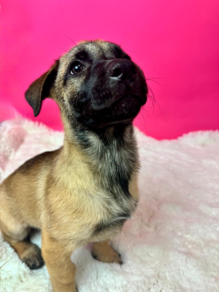 Enlarge Cape Coral, a Adoptable mixed breed in Phoenix, AZ image 2/5
