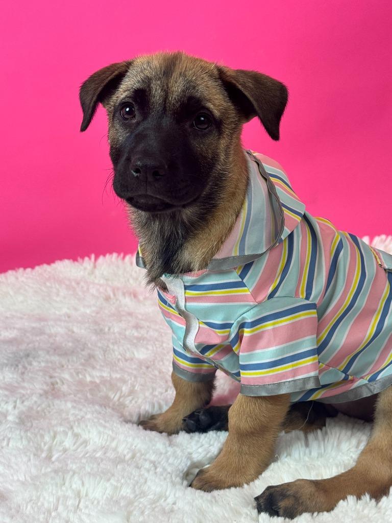 Enlarge Cape Coral, a Adoptable mixed breed in Phoenix, AZ image 3/5