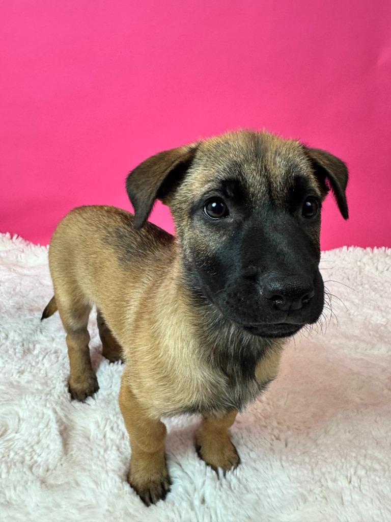 Enlarge Cape Coral, a Adoptable mixed breed in Phoenix, AZ image 4/5