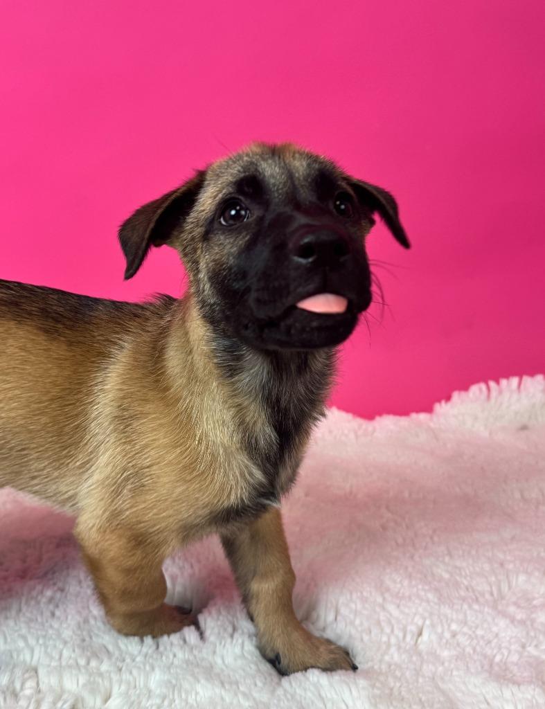Enlarge Cape Coral, a Adoptable mixed breed in Phoenix, AZ image 5/5