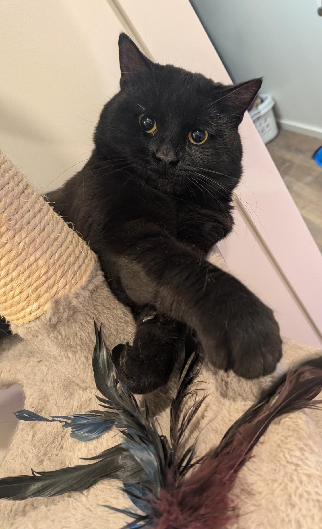 Enlarge Arnold, a ADOPTABLE Domestic Short Hair in Hamilton, ON image 2/3