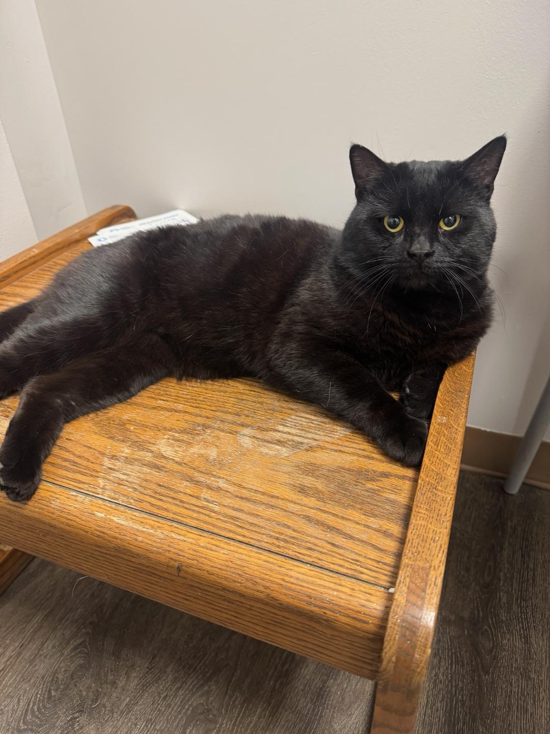 Enlarge Arnold, a ADOPTABLE Domestic Short Hair in Hamilton, ON image 1/3