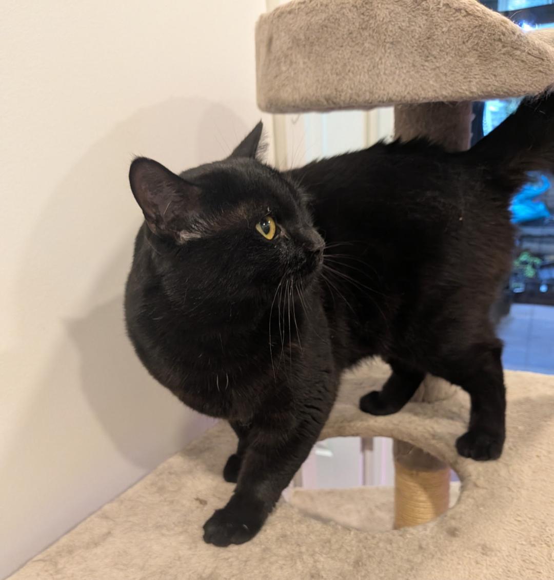 Enlarge Arnold, a ADOPTABLE Domestic Short Hair in Hamilton, ON image 3/3