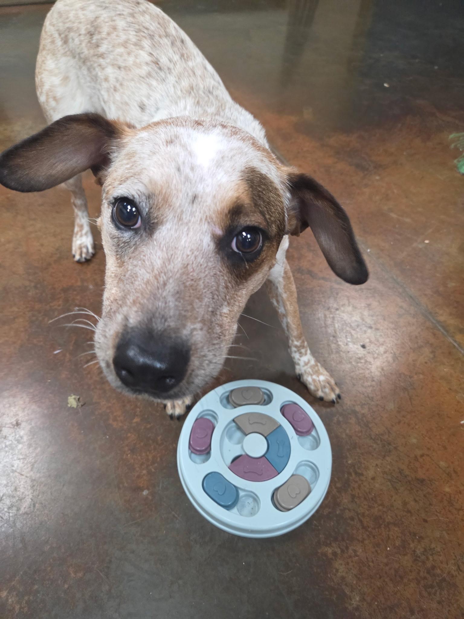 Colt, Adult Male Australian Cattle Dog / Blue Heeler