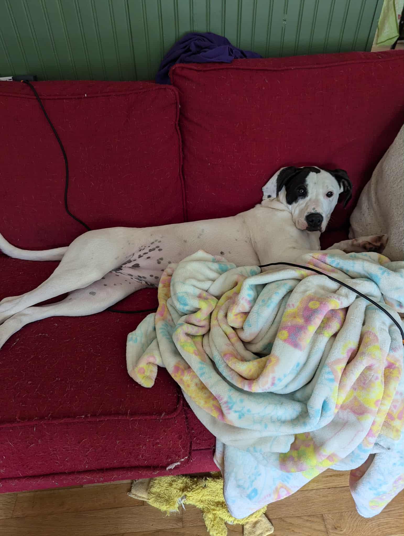 Enlarge Willow, a Adoptable mixed breed in Richmond, VA image 3/6