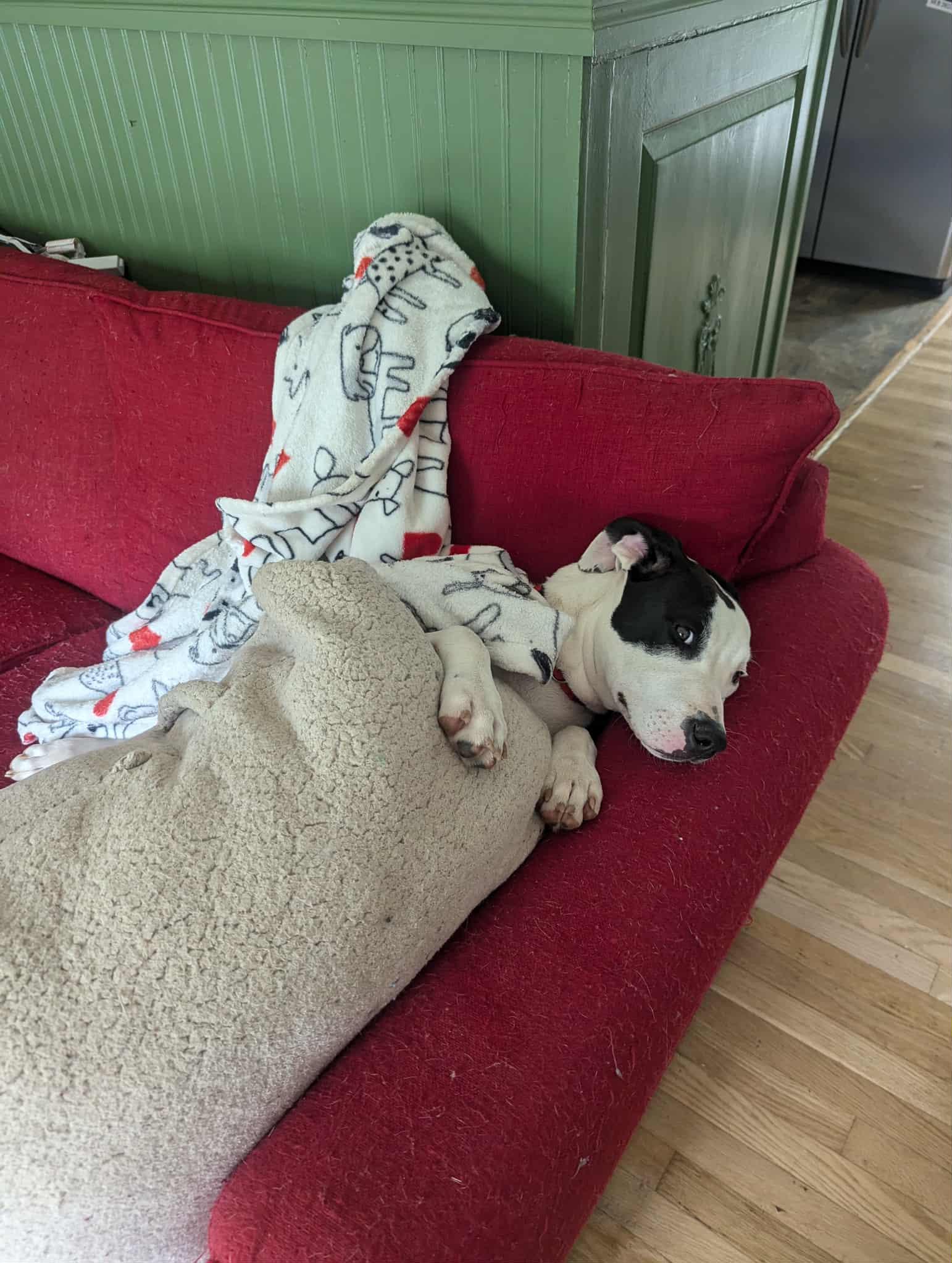 Enlarge Willow, a Adoptable mixed breed in Richmond, VA image 6/6