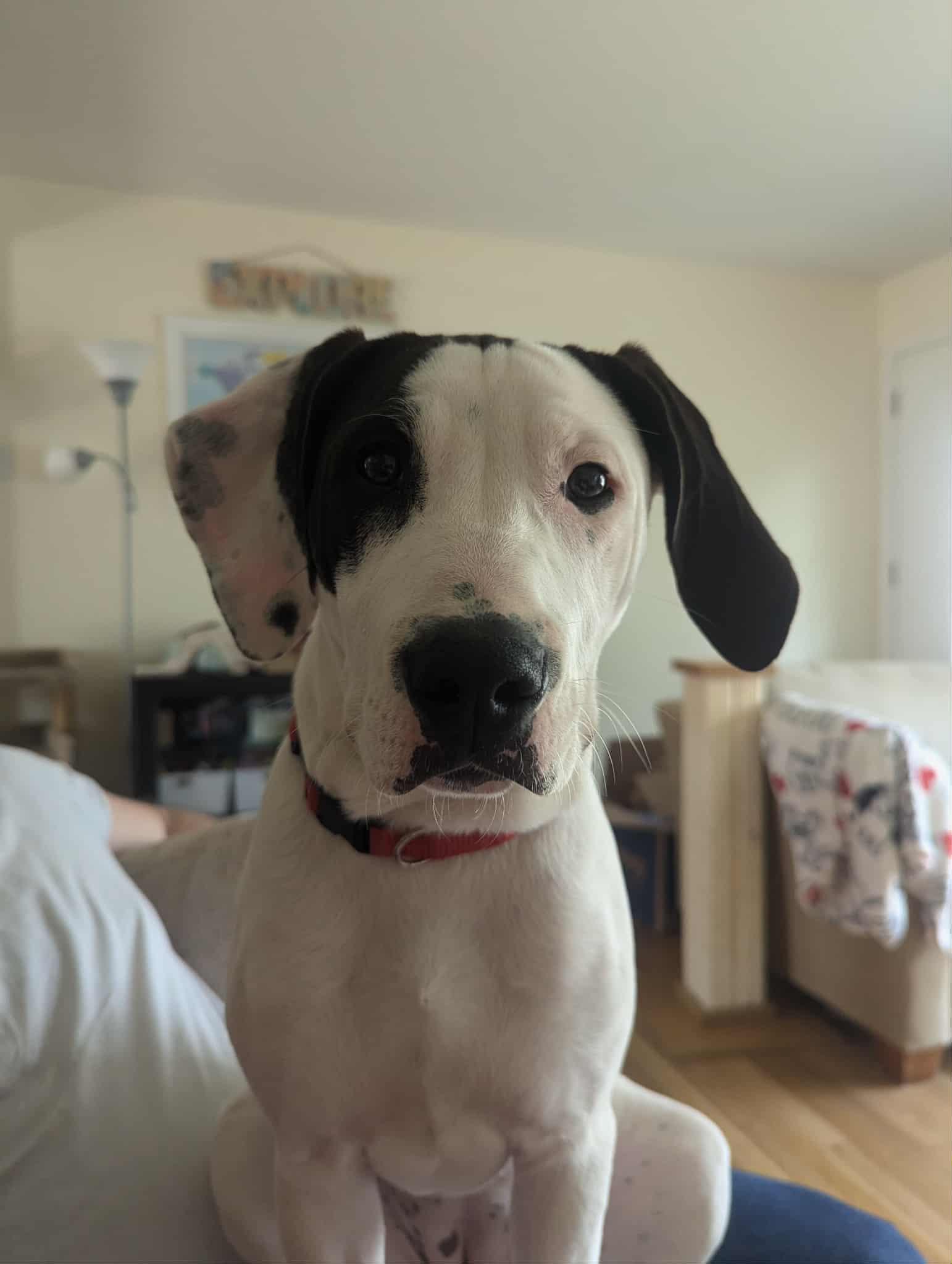 Enlarge Willow, a Adoptable mixed breed in Richmond, VA image 4/6