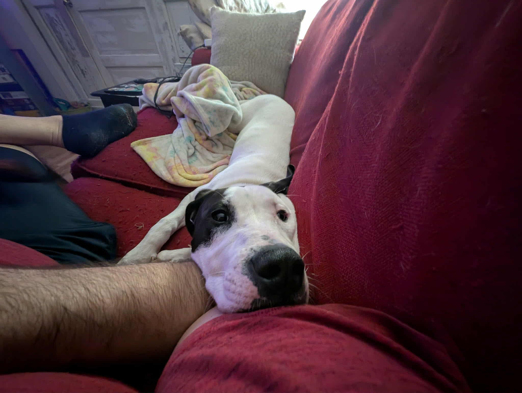 Enlarge Willow, a Adoptable mixed breed in Richmond, VA image 5/6